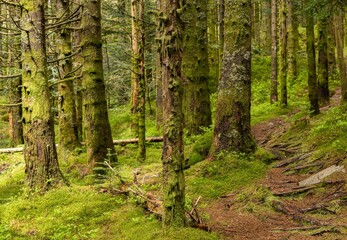 Beautiful bright green mossy forest
