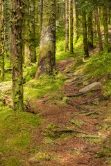Vertical shot of a beautiful bright green mossy forest