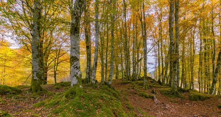 Beautiful bright orange and yellow autumn forest
