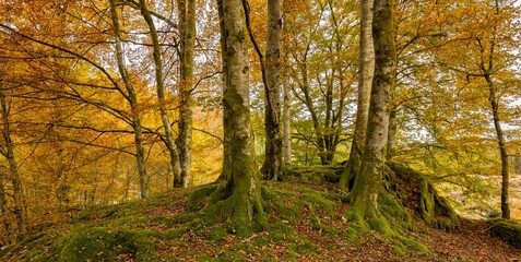 Beautiful bright orange and yellow autumn forest