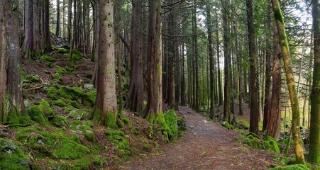 Walking trail through a beautiful mossy forest