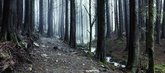 Naklejka premium Walking trail through a dark misty forest