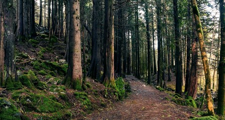 Fototapeta premium Walking trail through a beautiful mossy forest