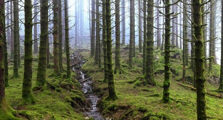 Fototapeta premium Beautiful flowing stream through a mossy green forest