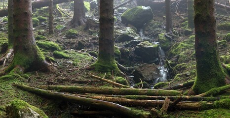 Beautiful flowing stream through a mossy green forest