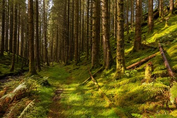 Beautiful shot of a mossy bright green forest