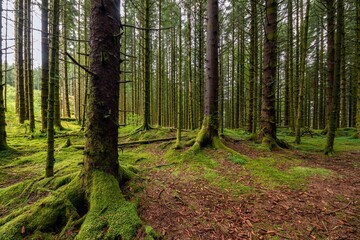 Beautiful shot of a mossy bright green forest