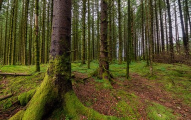 Beautiful shot of a mossy bright green forest