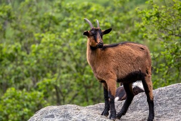 Beautiful shot of a mountain goat standing on a rock surrounded by green trees