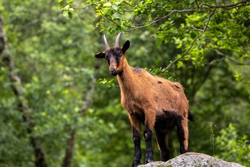 Beautiful shot of a mountain goat standing on a rock surrounded by green trees
