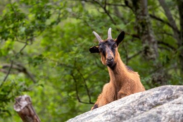 View of a cute goat looking at the camera on a rock in a forest