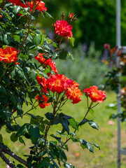 Obraz premium 植物園に咲く赤い薔薇の花