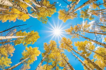 Looking up from the bottom perspective, Aspen trees during autumn with blue sky and sun