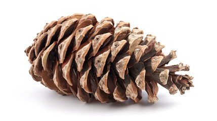 Pinecone isolated on white background