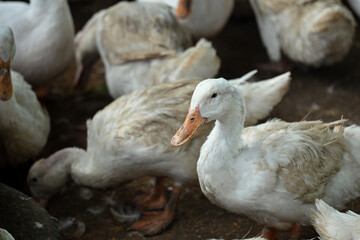 Flock of white ducks feeding on rural farm