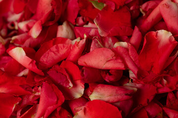 Macro close up of Rose petals pile. Love, romance and celebrate ceremony of wedding and religious...