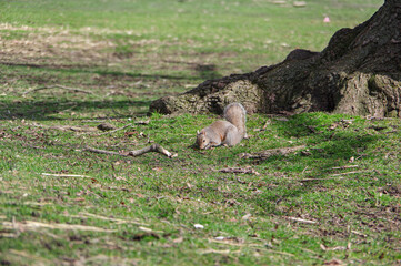squirrel in the park. the wild nature