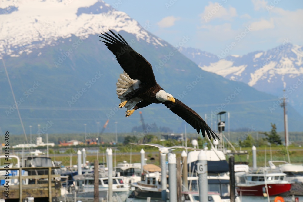 Wall mural Bald eagle flying down at the port of Valdez with the snowy mountains in the background