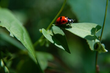 Macro of a ladybug on a green leaf