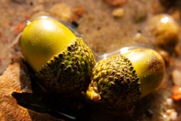 Closeup of acorn in water
