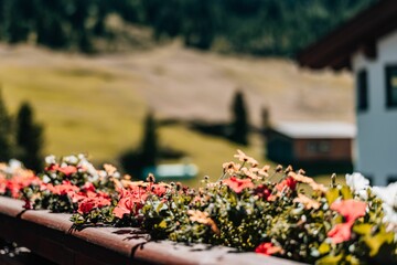 Selective focus shot of flowers on the hotel balcony