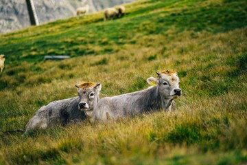 Closeup of cows grazing in the sunlit yellowing grass on the blurred background