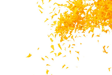 Yellow Marigold petals falling romantic white background isolated with yellow marigold flower...