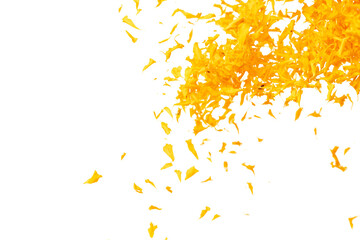 Yellow Marigold petals falling romantic white background isolated with yellow marigold flower petals flying. Religious floral spring season, ritual invitation yellow marigold petals in mid air