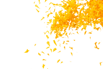 Yellow Marigold petals falling romantic white background isolated with yellow marigold flower petals flying. Religious floral spring season, ritual invitation yellow marigold petals in mid air