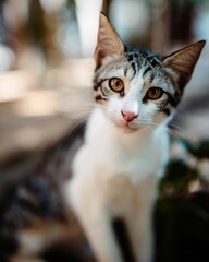 Vertical shot of a tabby cat with blurry background