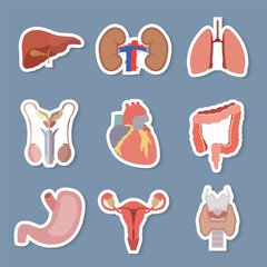 internal organs white back