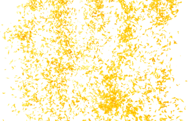 Yellow Marigold petals falling romantic white background isolated with yellow marigold flower petals flying. Religious floral spring season, ritual invitation yellow marigold petals in mid air