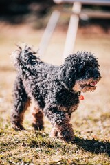 Closeup view of a beautiful little poodle walking on the ground
