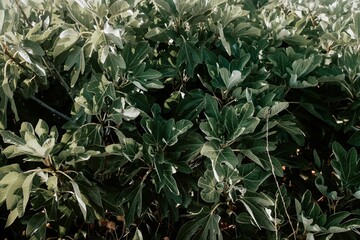 Closeup of an evergreen bush in a forest during daytime