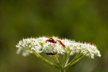 Close-up shot of red beetles on seseli white flowers
