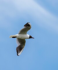 Vertical shot of a black-headed gull in flight