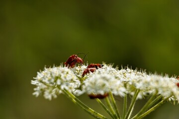 Close-up shot of red beetles on seseli white flowers