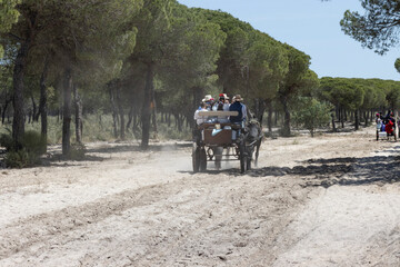 Pilgrims in carriages on sandy roads and surrounded by pine forests. Alternatives are horses, oxen...