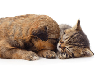 Little cat and puppy sleeping.