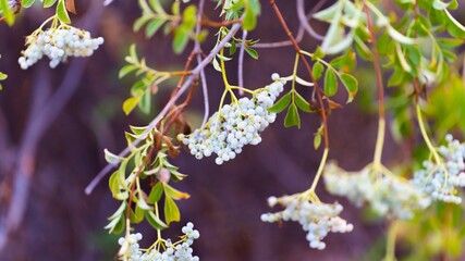 Closeup of white flowers on tree branches in garden under sunlight
