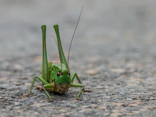 Close up shot of a Grasshopper (Caelifera) on a stone ground