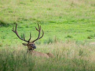 Rocky Mountain elk (Cervus canadensis nelsoni) lying in a tall grass field