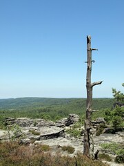 Dead tree seen in the scenery of the Elbe Sandstone Mountains on a bright day