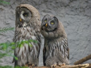 Pair of Great grey owls (Strix nebulosa) looking back at the camera