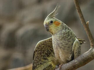 Beautiful Cockatiel (Nymphicus hollandicus) perched on a tree branch, on blurred background