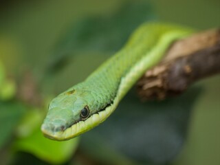 Close up of a Baron's green racer (Philodryas baroni) isolated on a blurred background
