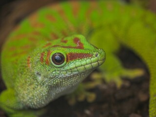 Close up of a vibrant Phelsuma grandis gecko staring at the camera