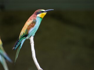 Close up of a European bee-eater (Merops apiaster) perched on a tree branch