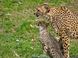 Cheetah (Acinonyx jubatus) with its cute cub looking for prey in the field