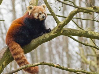 Fototapeta premium Closeup of a red panda sitting on a branch of a tree in a zoo